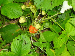 red berries on a bush
