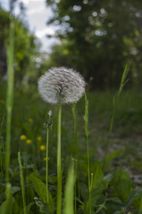 Naklejka premium dandelion in summer