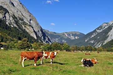 Fototapeta na wymiar Großer Ahornboden, Engalm, Karwendel, Tirol