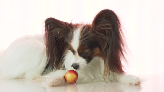 Papillon is eating small red apple slow motion stock footage video