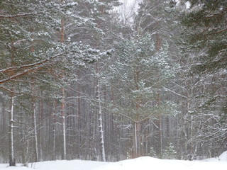 winter in the forest