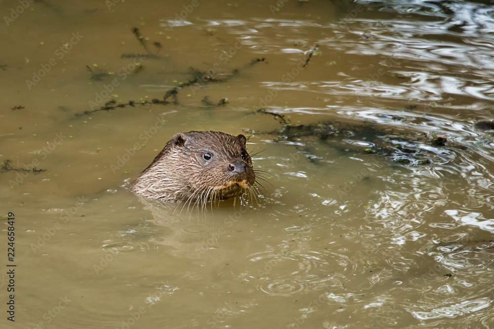 Aufkleber The head of an otter  out of the murky water. The otter is swimming in a pool with dirty cloudy water . Only the head is visible