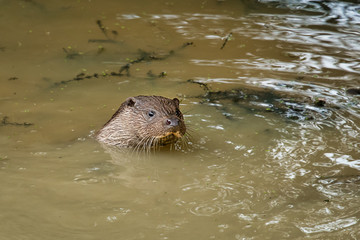 The head of an otter  out of the murky water. The otter is swimming in a pool with dirty cloudy...