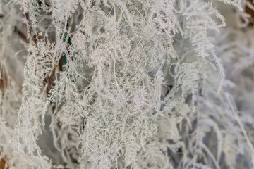 winter background. Close up of frosted branches, christmas and new year consept
