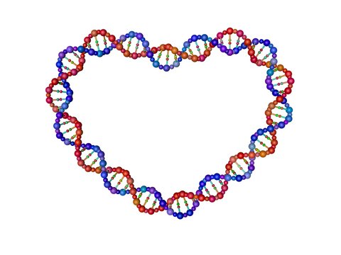DNA strand in form of heart. 3D rendering illustration.