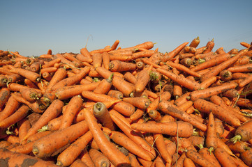 Carrot fields