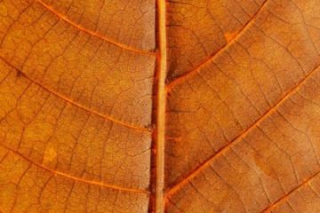 Macro. Veins orange autumn beautiful leaf closeup
