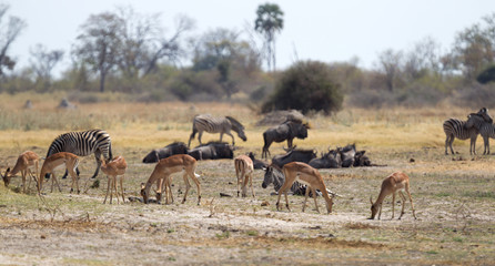 Fototapeta na wymiar Large group of different animals close to a waterhole