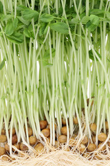 とうみょう　野菜