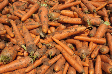 Carrot fields