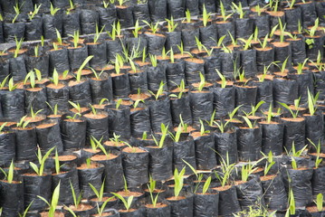 Palm seedlings ,Palm tree