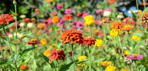 Fototapeta premium Flowers in Dai Noi, Hue