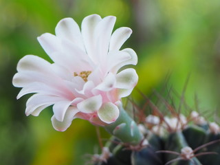 closeup of cactus flower