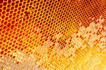 Yellow Honeycomb closeup background