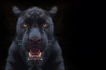 black panther shot close up with black background - obrazy, fototapety, plakaty