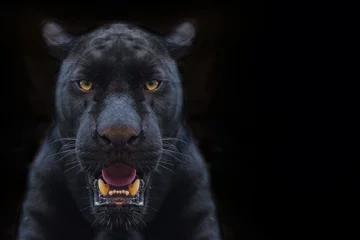 Foto op Plexiglas black panther shot close up with black background © subinpumsom