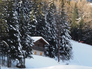 Trees full of snow in Santa Caterina Valfurva, Valtellina