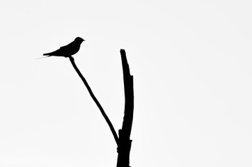 oiseau isolé noir et blanc © fabien