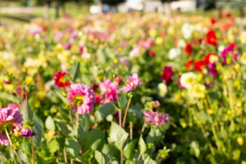 Blurred flowers background