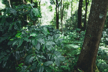 Raw coffee in the wild Under the tree