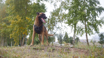 A trained german shepherd dog staying on a field looking to the right