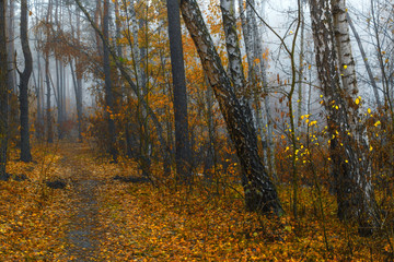 Obraz premium walk in the autumn forest. autumn mood. autumn colors. melancholy.