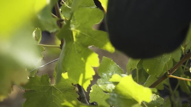 Harvesting the grapes by hand with a billhook in Provence, South of France.