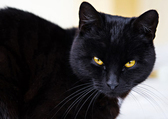 black cat portrait