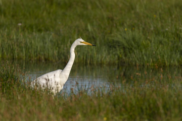 Grande Aigrette (Ardea alba - Great Egret)