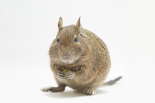  Degu to eat food