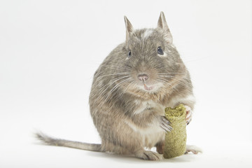  Degu paid to eat food