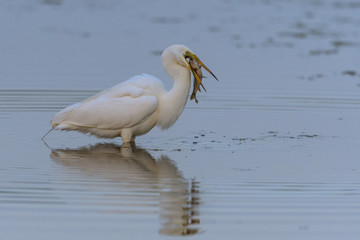 Grande Aigrette (Ardea alba - Great Egret)