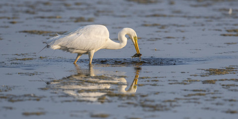 Grande Aigrette (Ardea alba - Great Egret)