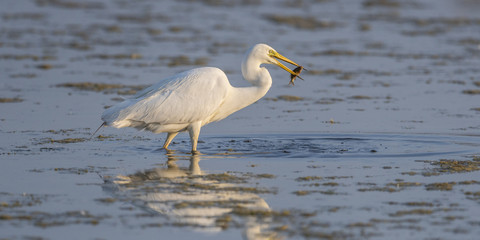 Grande Aigrette (Ardea alba - Great Egret)
