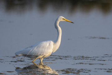 Grande Aigrette (Ardea alba - Great Egret)