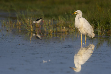 Grande Aigrette (Ardea alba - Great Egret)
