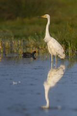 Grande Aigrette (Ardea alba - Great Egret)