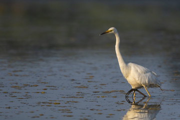 Grande Aigrette (Ardea alba - Great Egret)