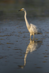 Grande Aigrette (Ardea alba - Great Egret)