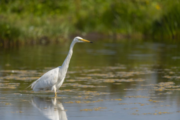 Grande Aigrette (Ardea alba - Great Egret)
