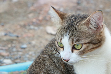 cat with green eyes
