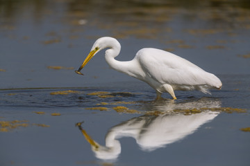 Grande Aigrette (Ardea alba - Great Egret)