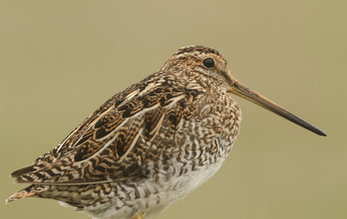 A portrait of a magnificent Snipe (Gallinago gallinago).