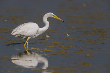 Grande Aigrette (Ardea alba - Great Egret)
