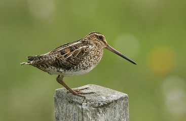 A beautiful Snipe (Gallinago gallinago) perched on a post.