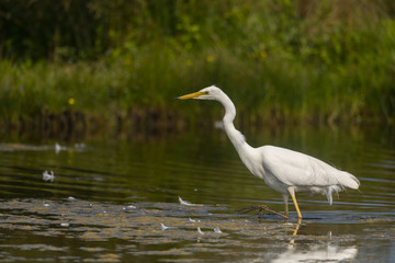Grande Aigrette (Ardea alba - Great Egret)