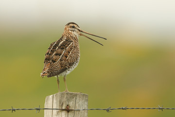 A magnificent calling Snipe (Gallinago gallinago) perched on a post.