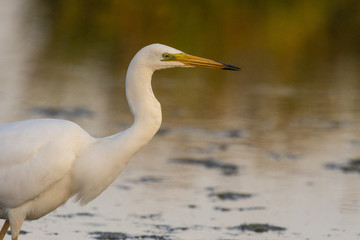 Grande Aigrette (Ardea alba - Great Egret)