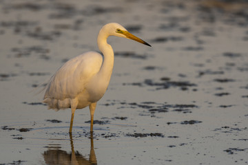 Grande Aigrette (Ardea alba - Great Egret)