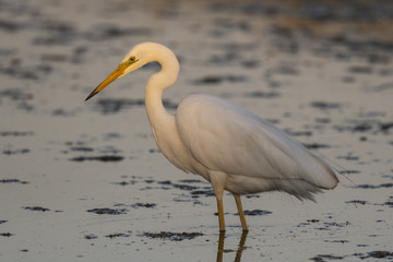 Grande Aigrette (Ardea alba - Great Egret)